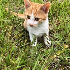 地域で生まれた猫、もらっていただけませんか？５
