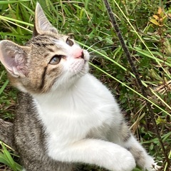 地域で生まれた猫、もらっていただけませんか？２