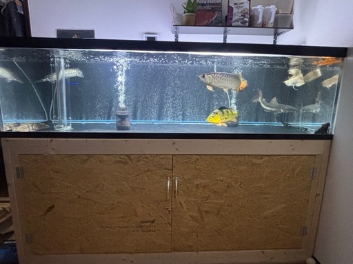 大型水槽　アロワナ