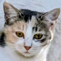 里親様急募"  今年の春に産まれた三毛の子猫です。まだまだ小さい...