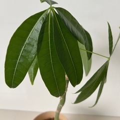 パキラの画像