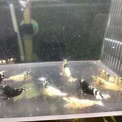 決まりました◆　　　　　　　　　　　　　　　　　　　　　　　　　　　　　　　　　　　　　　　　　　　　　　　　　　　　　　　　　　　　　　　　　　　　　　　　　　　　　　　　　　　　　　　　　　　　　　　【現物】ビーシュリンプ 　ハイブリッド◆おまけ込み15匹セットの画像