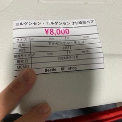 【初2齢幼虫5頭セット】ヨルゲンセンヒメゾウカブト原名亜種　ヨルゲンセンの画像