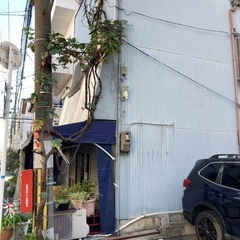 ぶどうの木、植物、蔓性植物、ぶどうの画像
