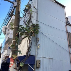 ぶどうの木、植物、蔓性植物、ぶどうの画像