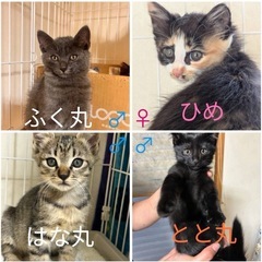 急募❣️子猫の里親様募集中❣️