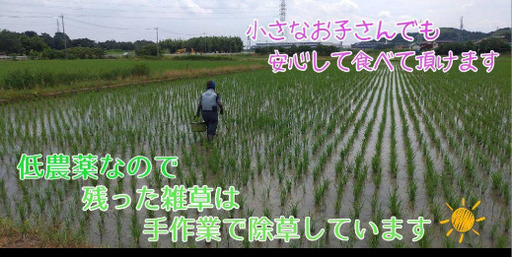 減農薬　令和7年　新米ヒノヒカリ玄米30㌔②