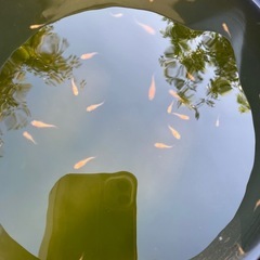 メダカの稚魚の画像