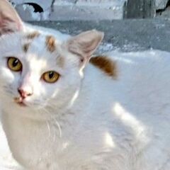今年の春に産まれた子猫です。ふくよかなまん丸お顔でとても可愛いで...