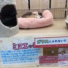 ぬいぐるみ
