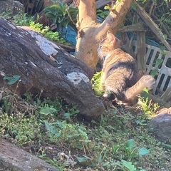 茶トラ猫　里親募集