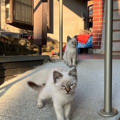 白猫里親募集