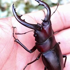 【お得セット 離島ノコギリ幼虫2種セット】トカラノコギリクワガタ幼虫4頭 ヤクシマノコギリクワガタ幼虫5頭セット販売 2025の画像