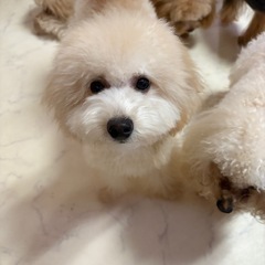 ミックス犬(チワプー×トイプードル)