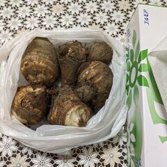 里いも5個10/23収穫の画像