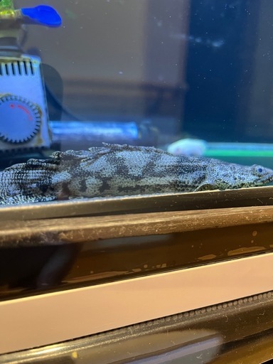 エンドリケリー　ショート