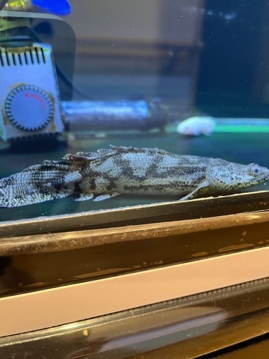 エンドリケリー　ショート