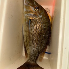 シガヤー　15〜20匹（1kg）の画像