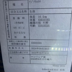 大型水槽　アロワナの画像