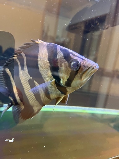 ダトニオ　リアルバンド