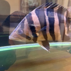 ダトニオ　リアルバンド　
の画像