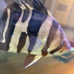 ダトニオ　リアルバンド　
の画像