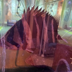 ダトニオ　リアルバンド　
の画像