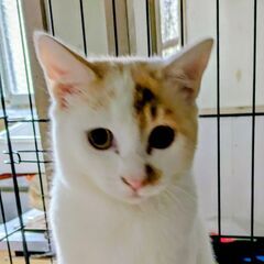 里親様急募!!  今年の春に産まれた子猫達です。未だまだ小さくて...