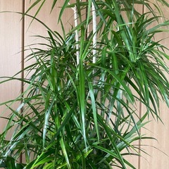 観葉植物　コンシネ　高さ１７３センチの画像