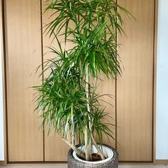 観葉植物　コンシネ　高さ１７３センチの画像