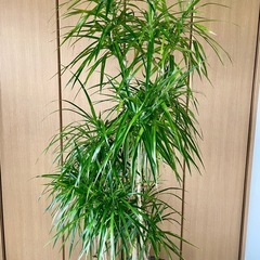 観葉植物　コンシネ　高さ１７３センチの画像