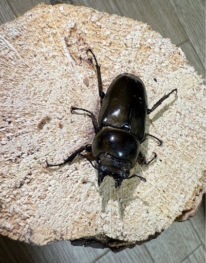 ババオウゴンオニクワガタ決まりました
