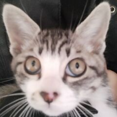 子猫4匹の里親を募集します