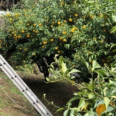 木頭柚子 徳島県那賀郡那賀町産無農薬の画像