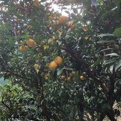 木頭柚子 徳島県那賀郡那賀町産無農薬の画像