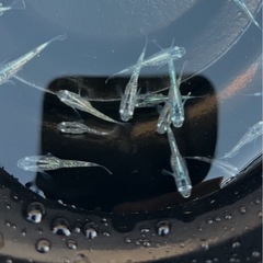 メダカ　緑光百黒ラメの画像
