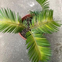 ソテツの画像
