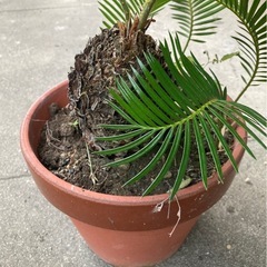 ソテツの画像