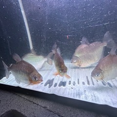 メチニスの画像