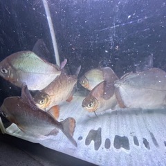 メチニスの画像