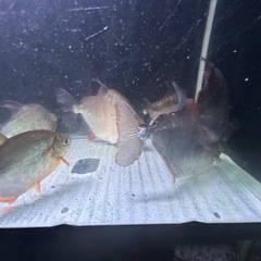 メチニスの画像