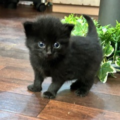子猫１ヶ月
