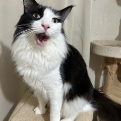 メインクーンの男の子3才