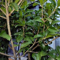 ほんのり甘い香り、開花直前、花芽たくさん、白い花、銀木犀の画像