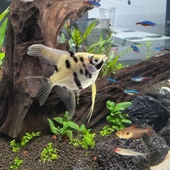 熱帯魚　エンゼルフィッシュの画像