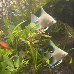熱帯魚　エンゼルフィッシュの画像