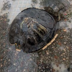 ミドリガメ2匹