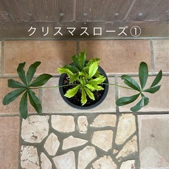 クリスマスローズ①　の画像