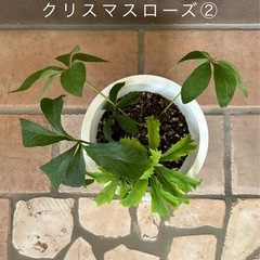 クリスマスローズ②
の画像