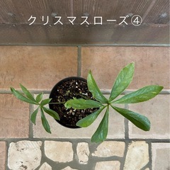 クリスマスローズ④ 
の画像